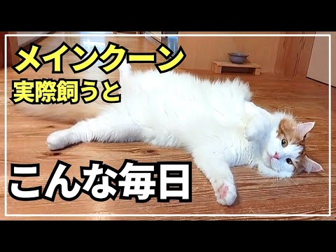 大型猫の日常ってこんな感じ！大型だけど可愛い鳴き声【メインクーン】