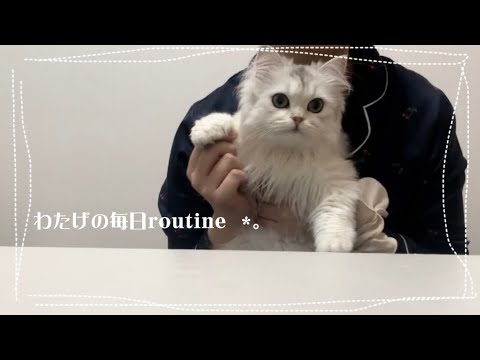 【ペルシャ猫】わたげのおしゃれな毎日ルーティン❤︎1に食べて、2に寝る‼️