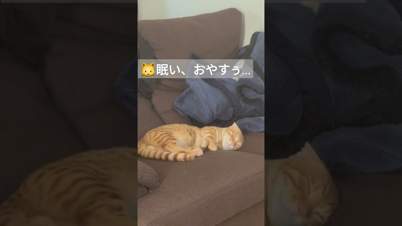 ソファでゆっくり眠りにつく我が家のかわいいぬこ【コモドンの観察日記】 #猫 #キンカロー #cat