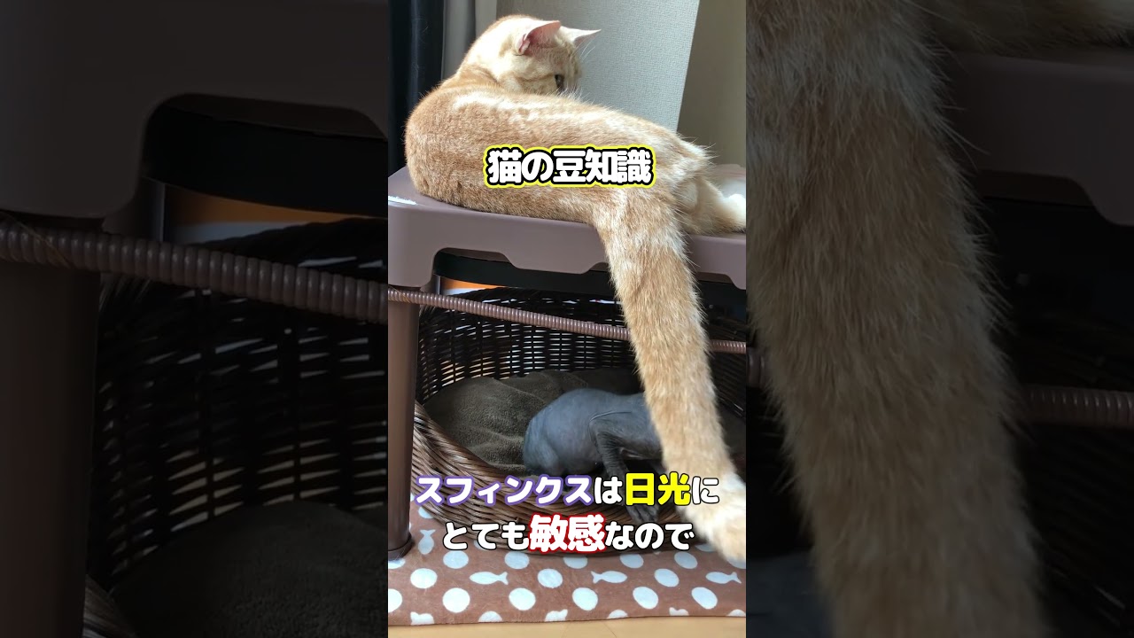 【猫の豆知識】スフィンクスの誕生秘話とは？ #shorts