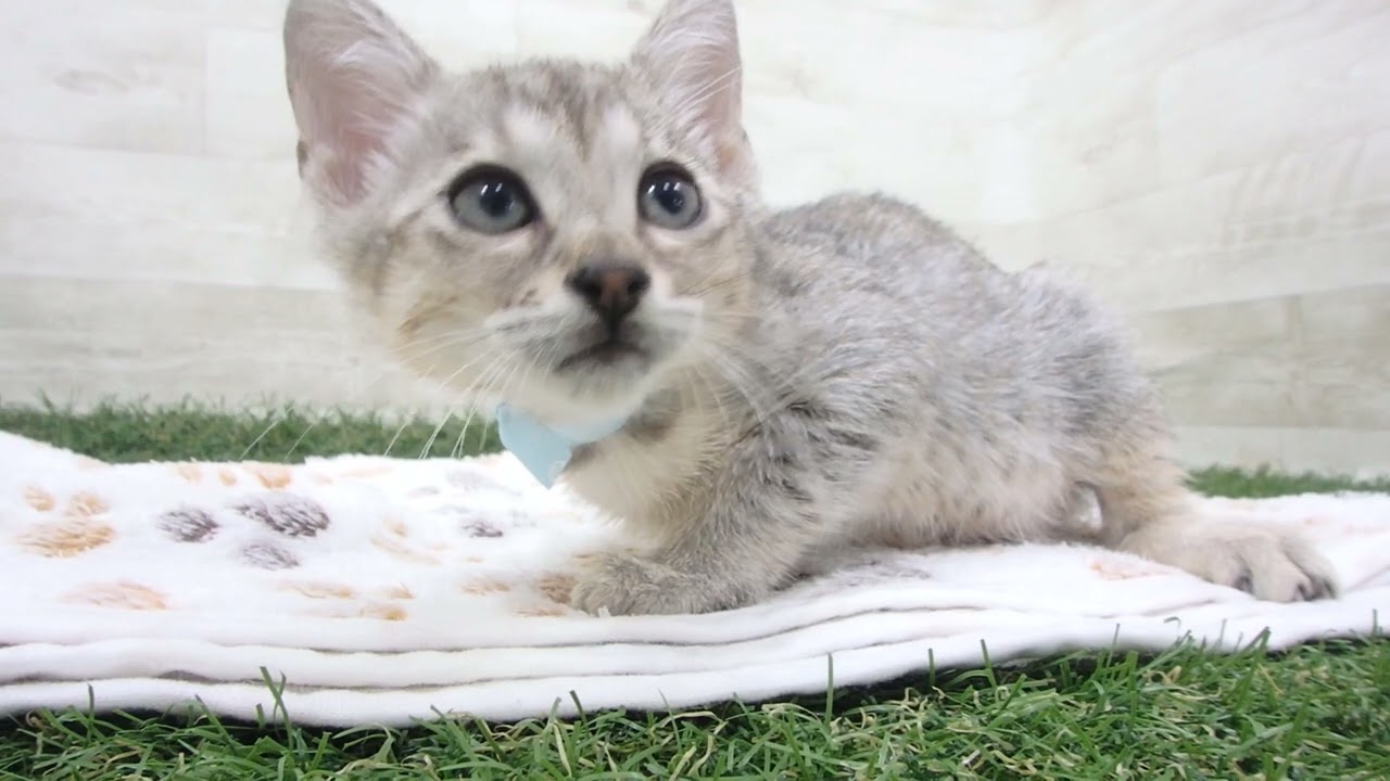 Coo&RIKU　No00643327 エジプシャンマウ