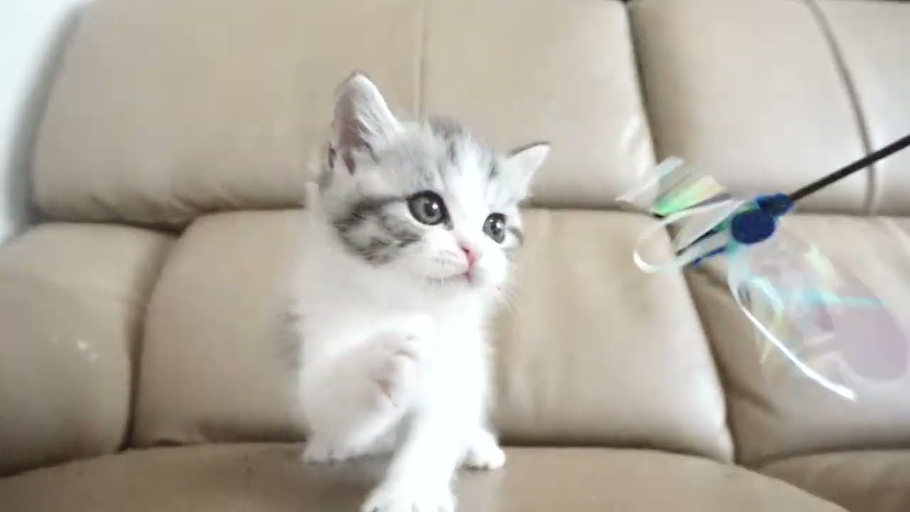 セルカークレックス子猫　2023.6.18産まれ 　ブラックタビー&ホワイト　　男の子　シーダキャット猫のお店