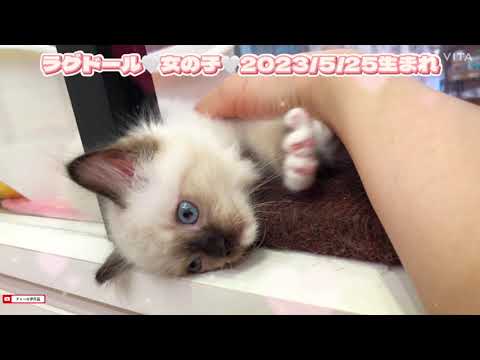 遊び好きの人好きラグドールちゃん