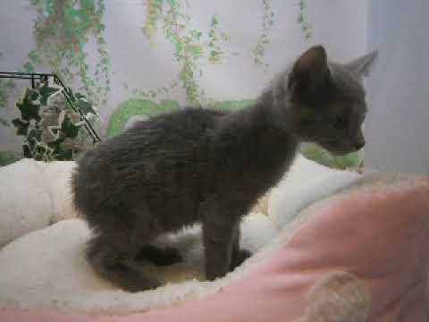 642548 ロシアンブルー