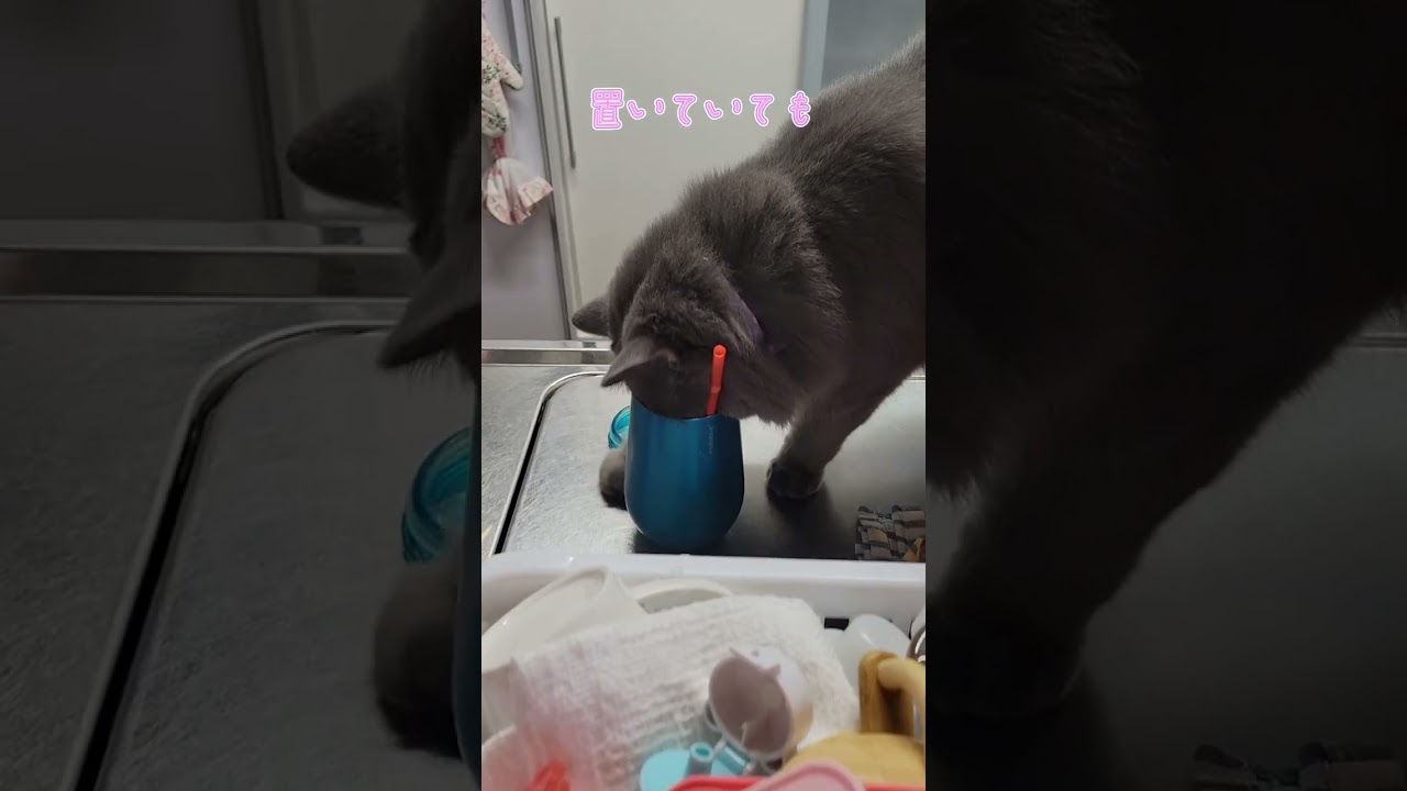 どの辺がお気に入りなのか教えてください💦【サイベリアン・キキのKIKICHANNEL】#サイベリアン #猫 #shortfeed #shorts