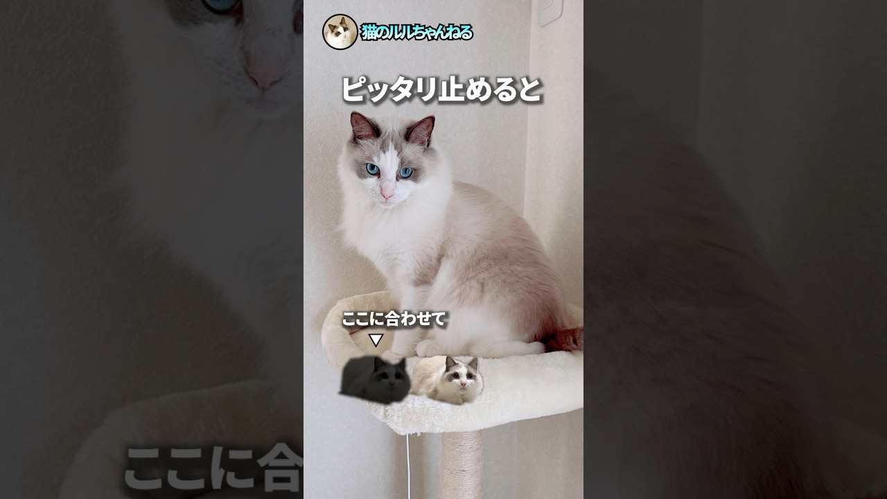 ピッタリ止めると面白画像その5 #ラグドール #猫