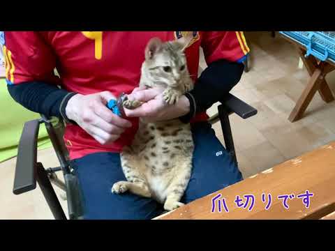 【ナナハチ’s ROOM】オシキャット☆チョコレートスポッテッドの女の子① 20200710