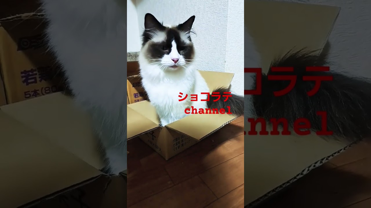 箱に入る猫🐈️#ラグドール