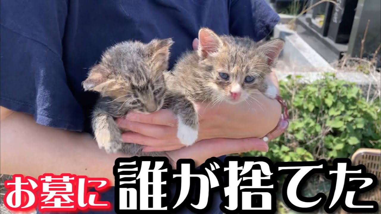 炎天下の中、お墓に捨てられた小さな子猫を保護しました