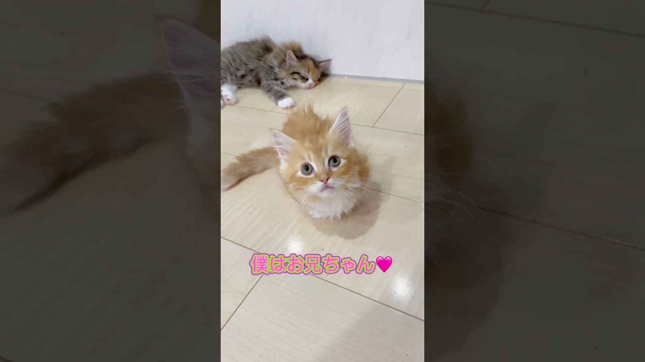 かっわいいミヌエット兄妹🩷 【お問合せ詳細は説明欄に記載あります】 #猫 #マンチカン #ミヌエット #子猫販売 #猫のいる暮らし #猫動画 #ブリーダー直販 #ラパーマ #子猫 #スクーカム
