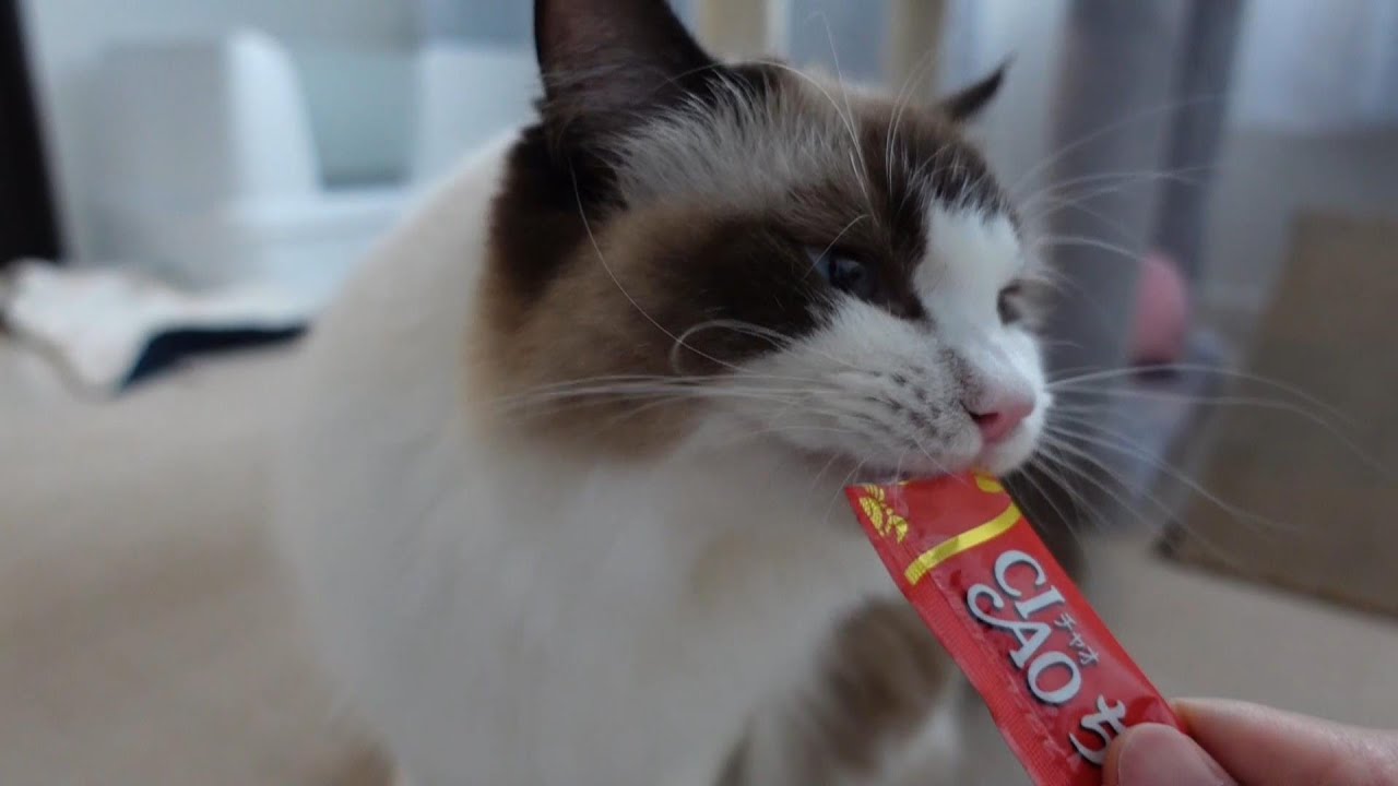 【ラグドール】ちゅーる大好き猫がこちら