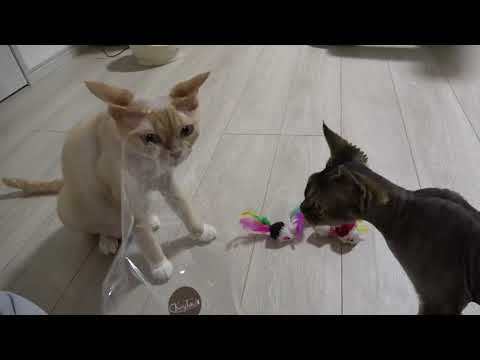 デボンレックス子猫にネズミのおもちゃをたくさんプレゼントしました(Many mouse-shaped toys for Devon Rex kitten)