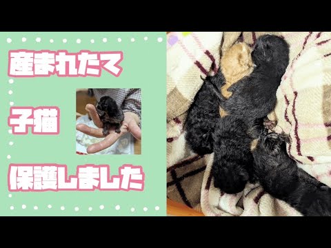 子猫の季節がやってきた！生後1日の子猫を保護！