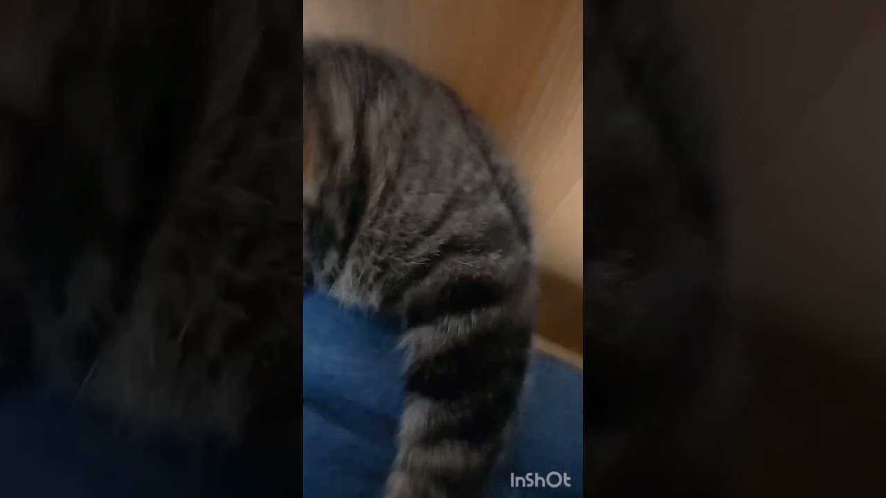 左フック一撃！研ぎ澄まされたカミソリ猫パンチ炸裂！/オンライン日本語教師がお届けする日本！の猫