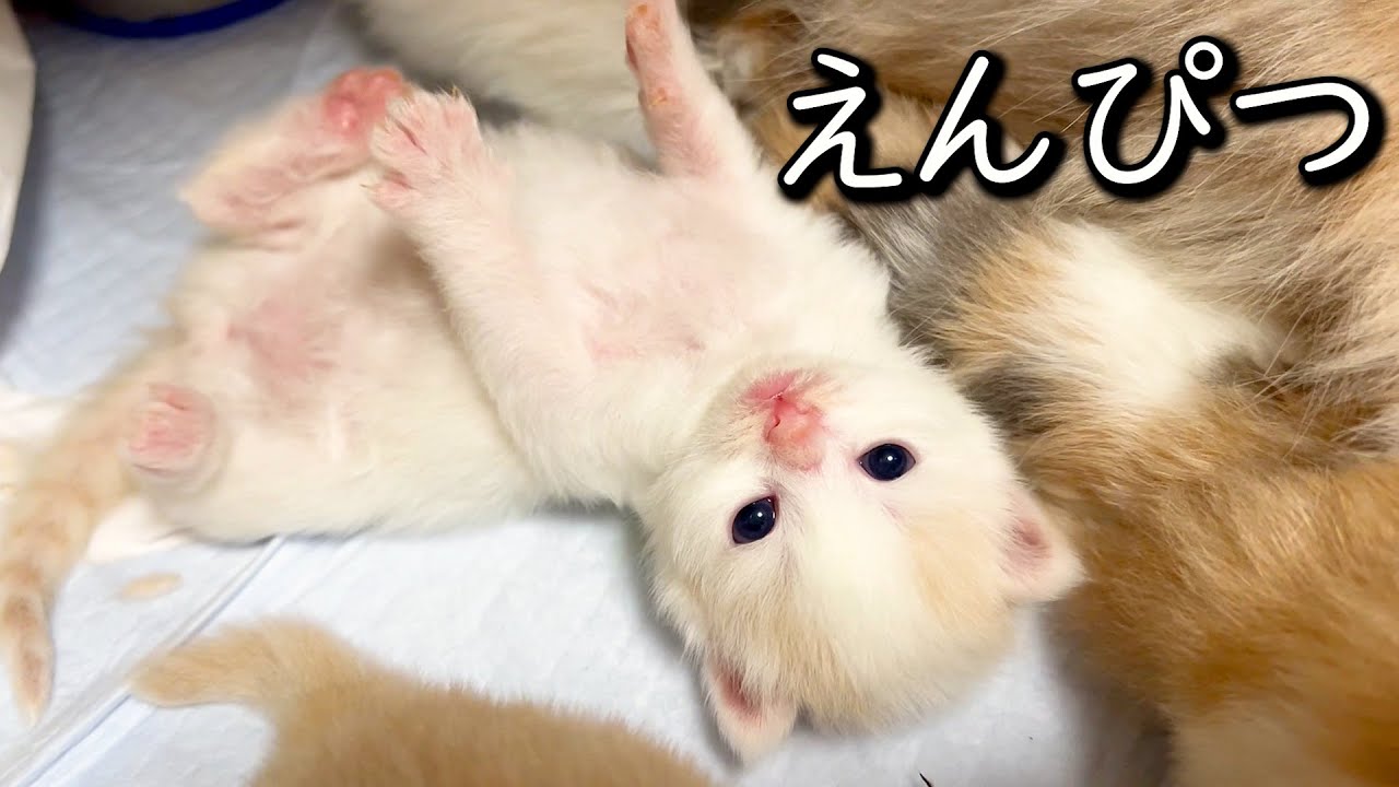 【マンチカンの子猫】赤ちゃんが鉛筆みたいな細さな件 ∼猫のいる生活Vol.767~ 出産動画 マンチカン短足・ミヌエット・ペルシャ猫専門ブリーダー『ペット蔵人』【子猫の成長記録】