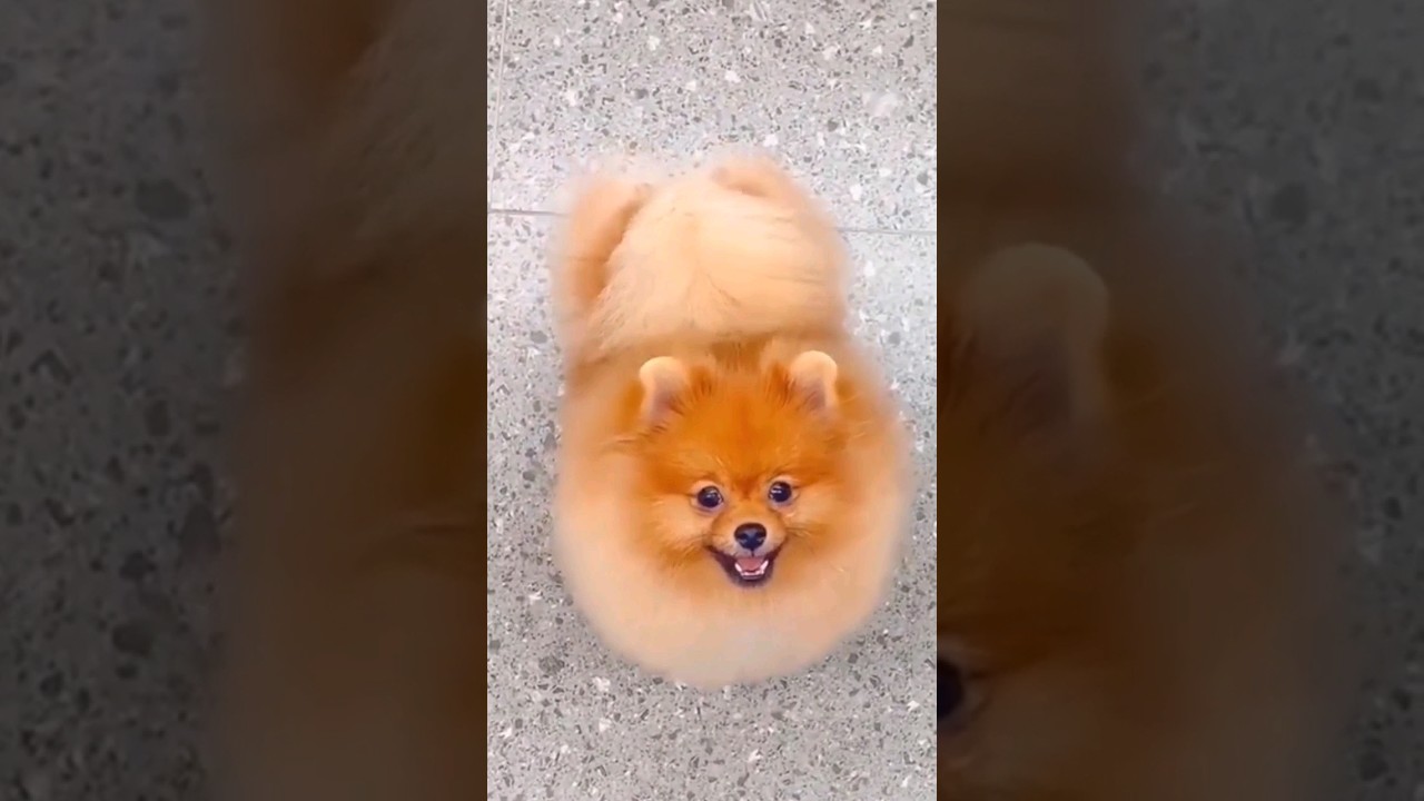 Hi, baby cute brown 🐶🫰🏻 #cat #cute #lovely #babydog #babycat #dog #puppies #toocute #shortvideo