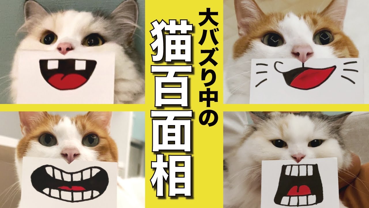 話題の猫百面相をやってみたら面白すぎたｗｗｗ【関西弁でしゃべる猫】
