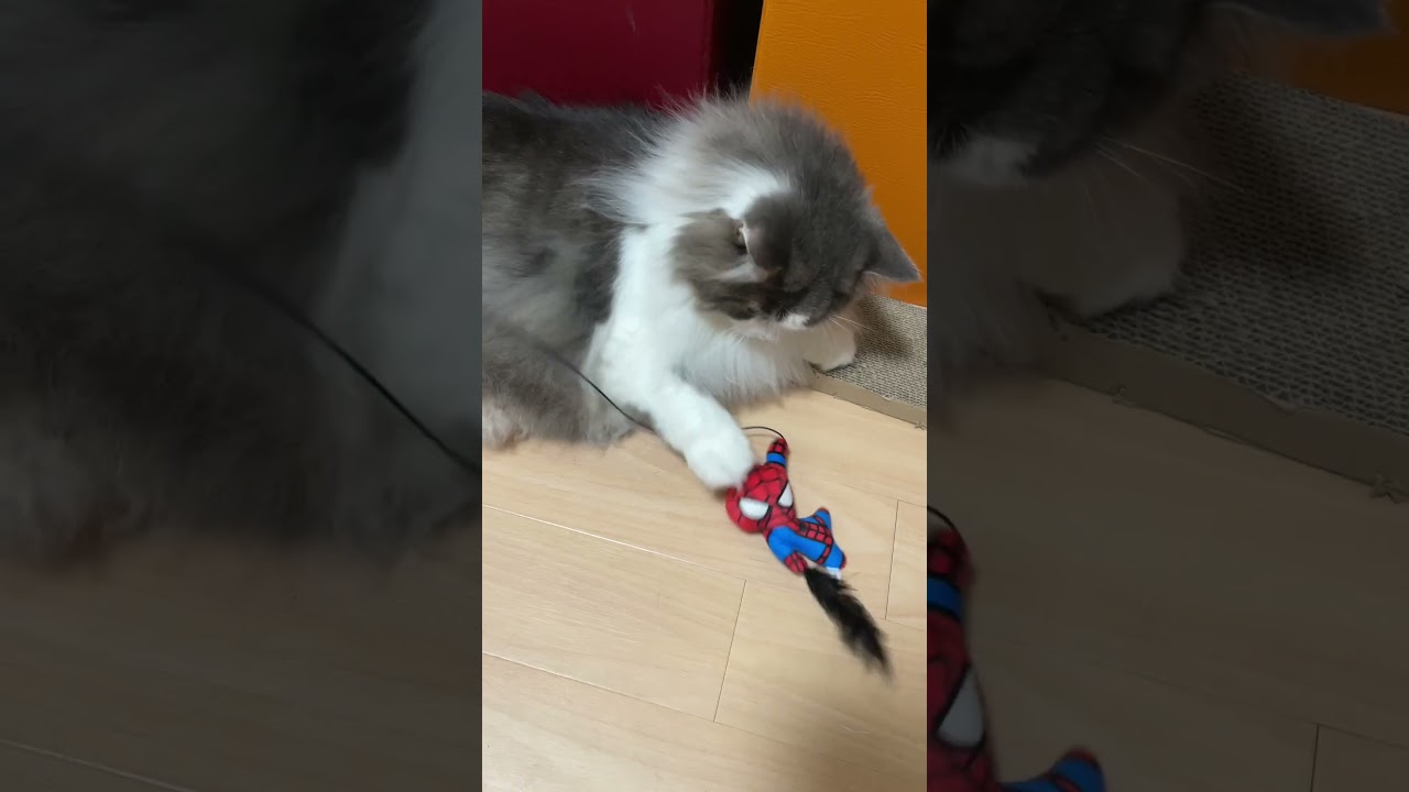 新しい猫じゃらしで遊ぶねこさん【サイベリアン】