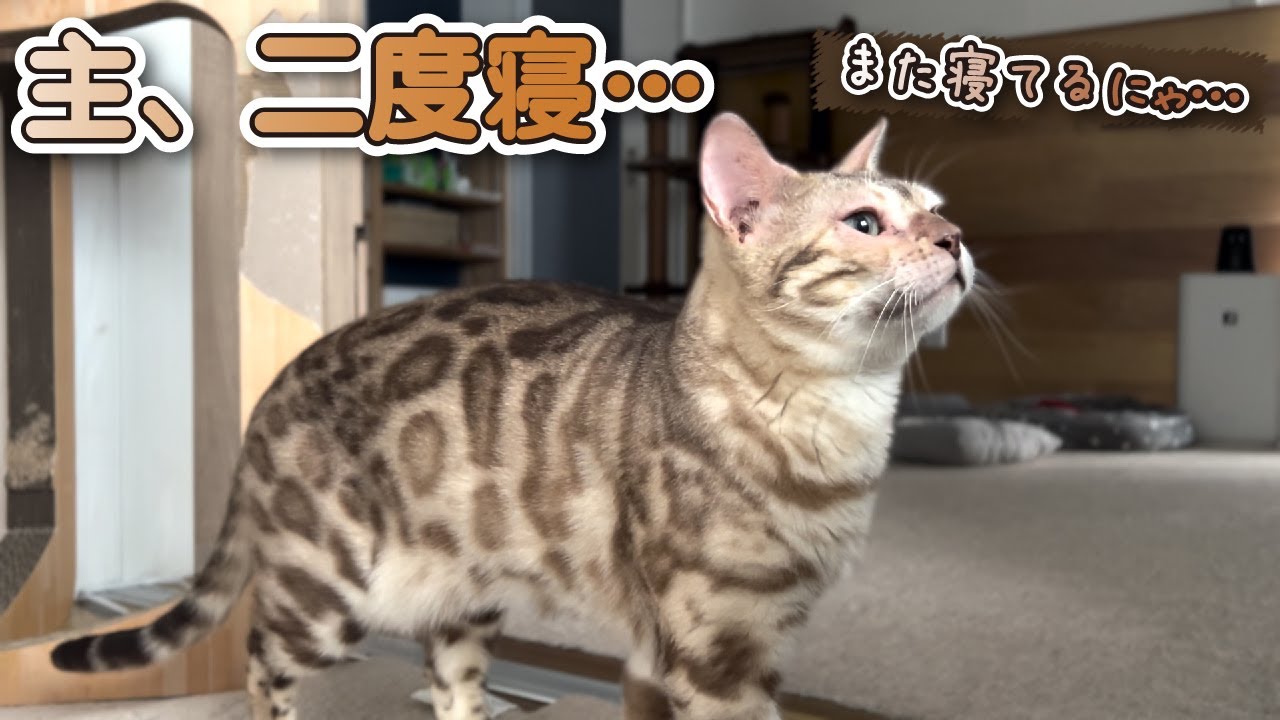 【スノーベンガル猫とトイプードル】主が二度寝をしている間の愛猫と愛犬の行動を撮影してみました