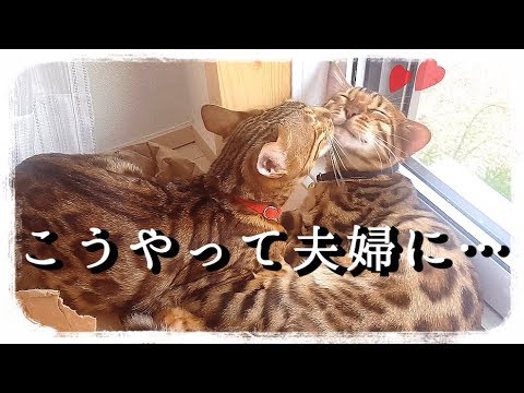 【最終話】ベルテト夫婦はこうやって始まった