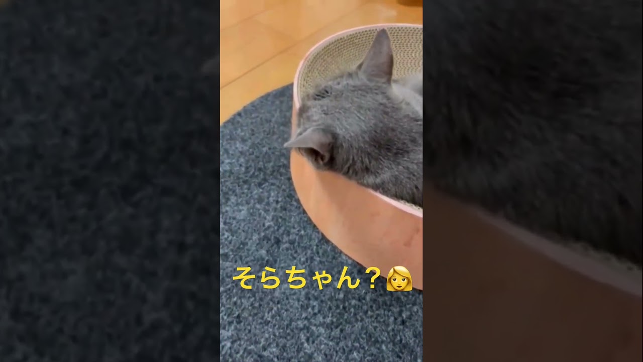 呼んだら振り向く愛しい猫（ロシアンブルー）#shorts