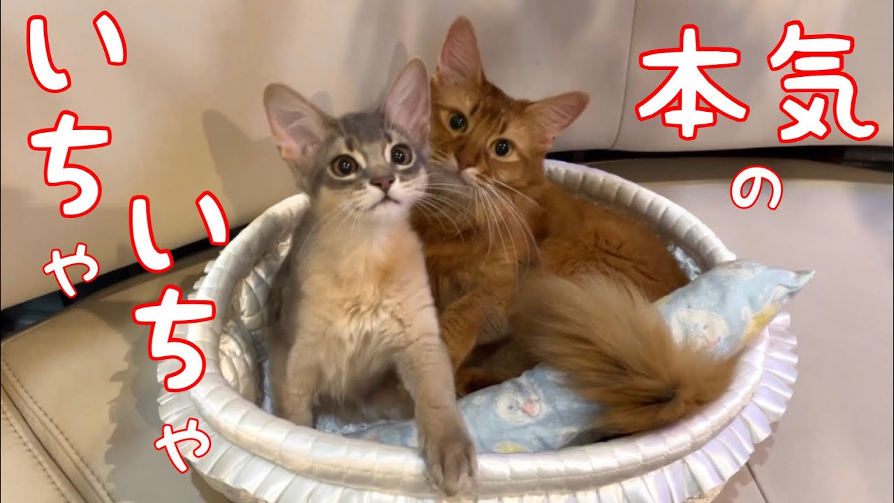 【癒し閲覧注意】この仔達が本気でイチャイチャするとこうなる【ソマリ】