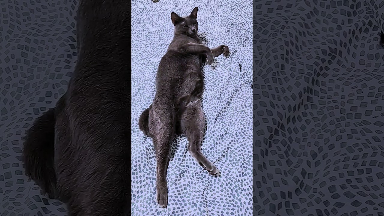 ちょっとだけよ あんたも好きねえ #猫動画 #shorts