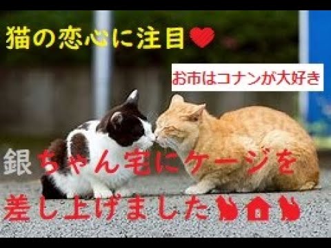 【保護猫、さくら猫】我が家のケージを銀ちゃん宅の子猫ちゃんへ🏠お市の愛が止まらない様子が可愛すぎる💕