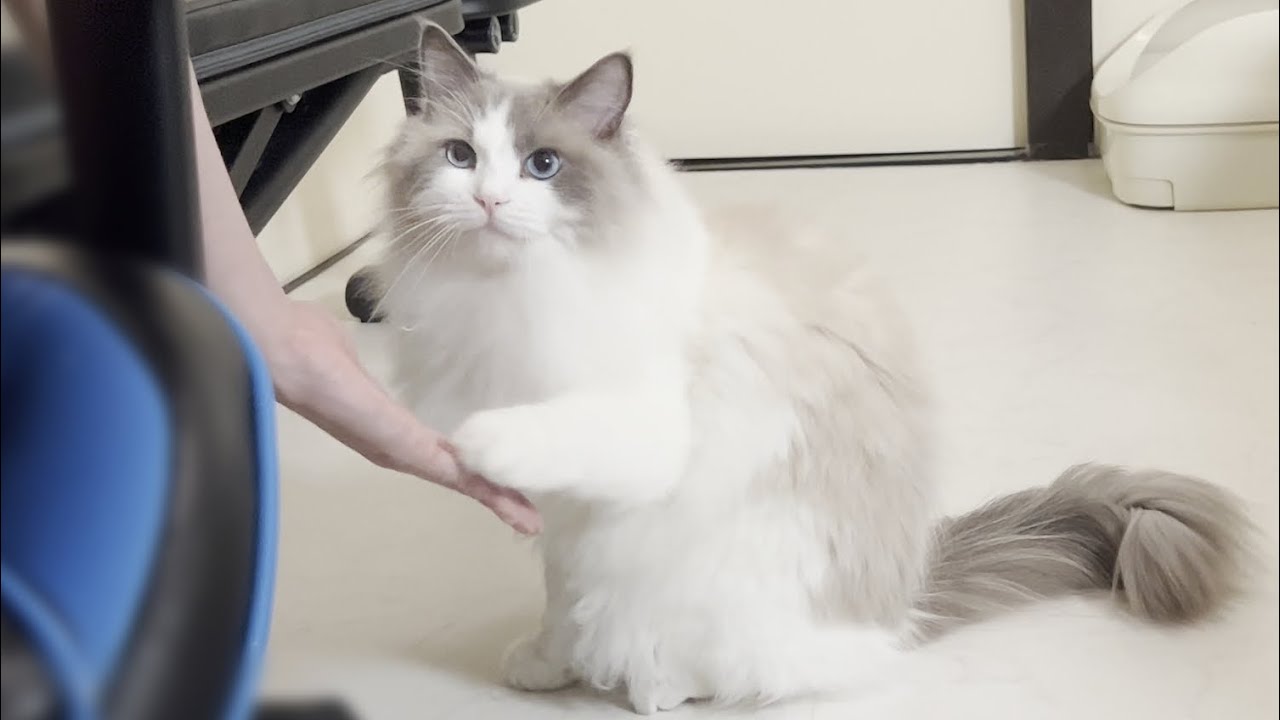 大好きなごはんを目の前にして天然ボケをかましてしまうラグドール猫がかわいすぎた。