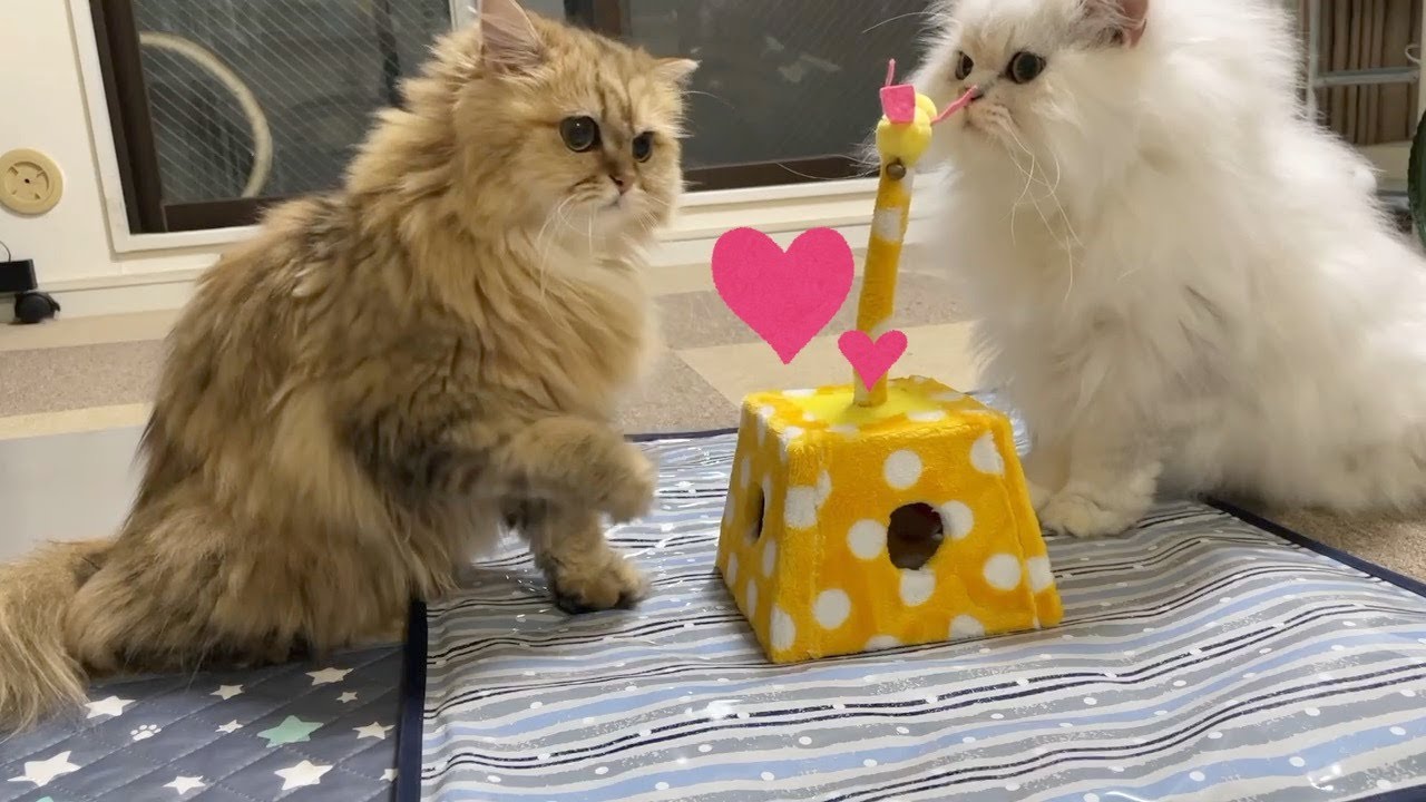 【ペルシャ猫】先住猫からの洗礼が激しすぎる💦健気に挑んでいく様子が可愛すぎる…仲良くなった時は超可愛い！