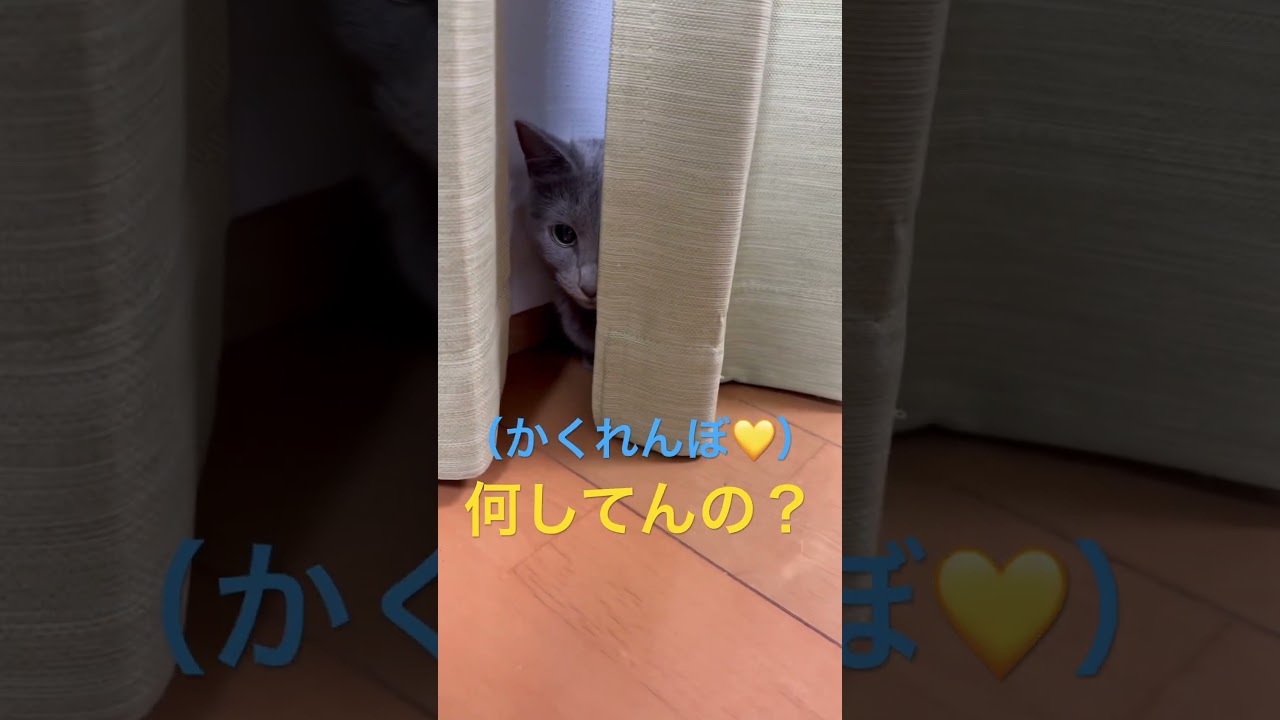隠れきれていない半顔猫（ロシアンブルー）#shorts