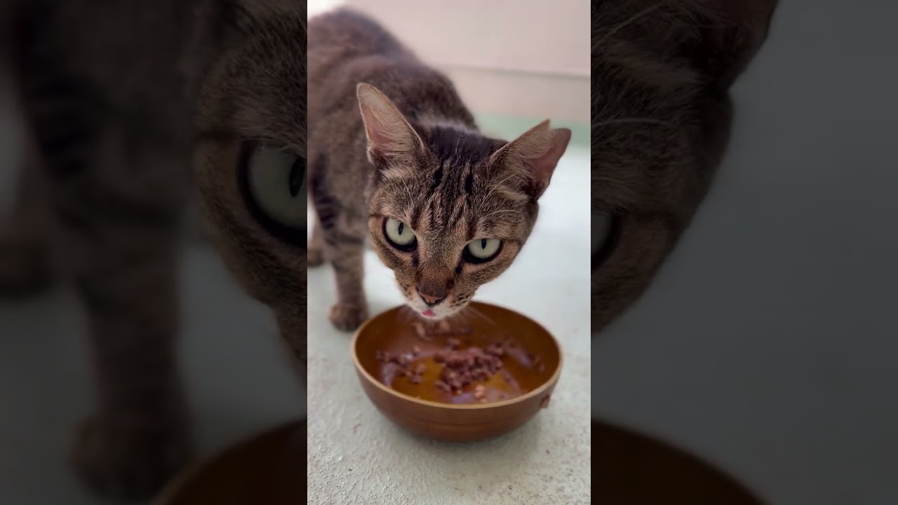 【今日の野良猫】ご飯の時だけ静かなおしゃべり野良猫チーコちゃん😂 #shorts