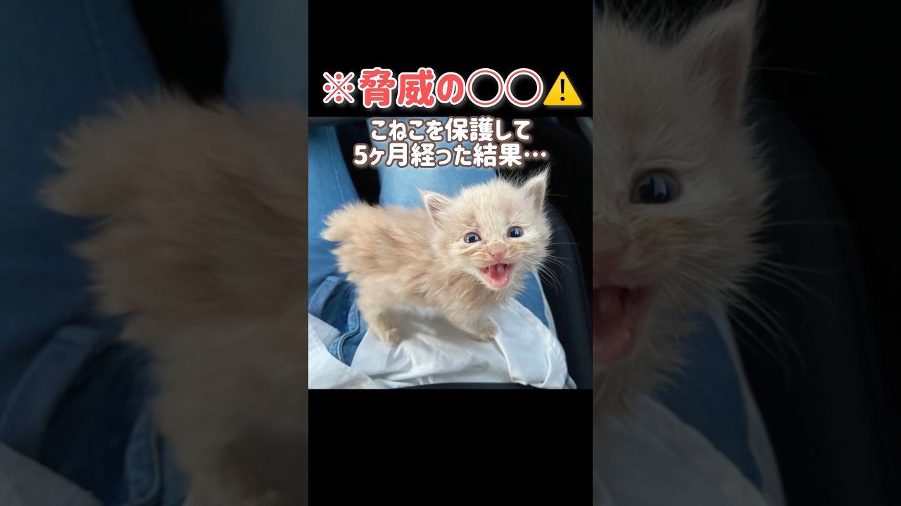 【脅威⚠️】こねこを保護して3ヶ月経った結果…
