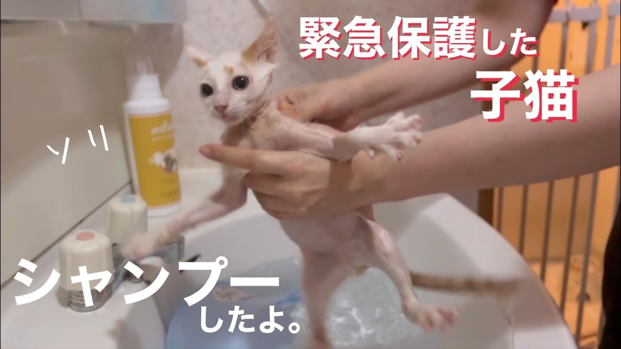 [緊急保護子猫]ソリ、シャンプーしました。通院・検査結果。[沖縄里親募集中]