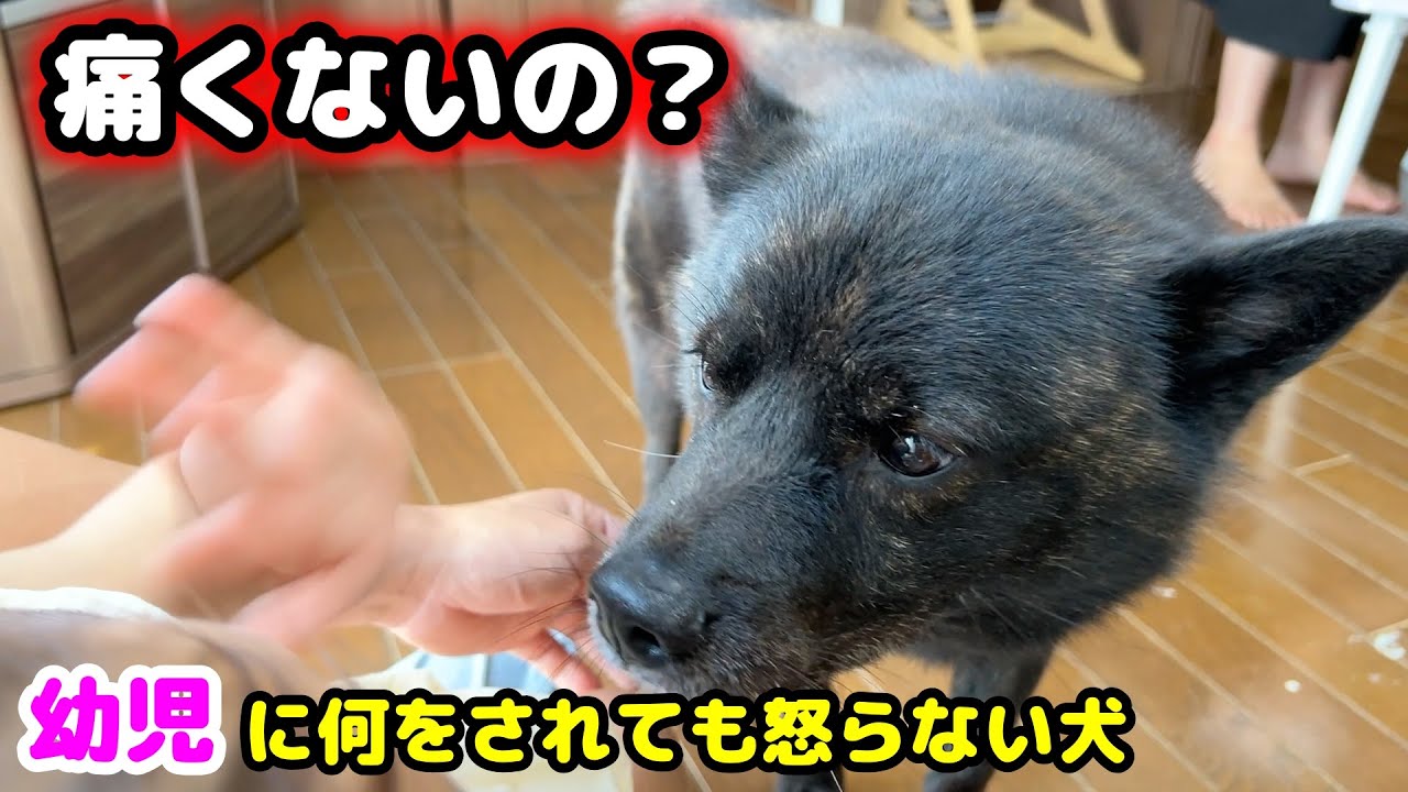 娘に何をされても怒らない、ひたすら優しい甲斐犬一休