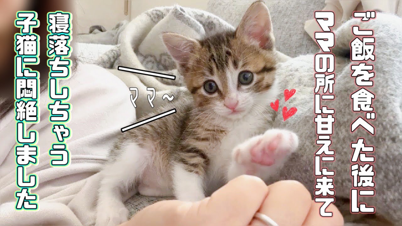 【保護猫】ご飯を食べた後にママの所に甘えに来る子猫が可愛すぎましたｗ