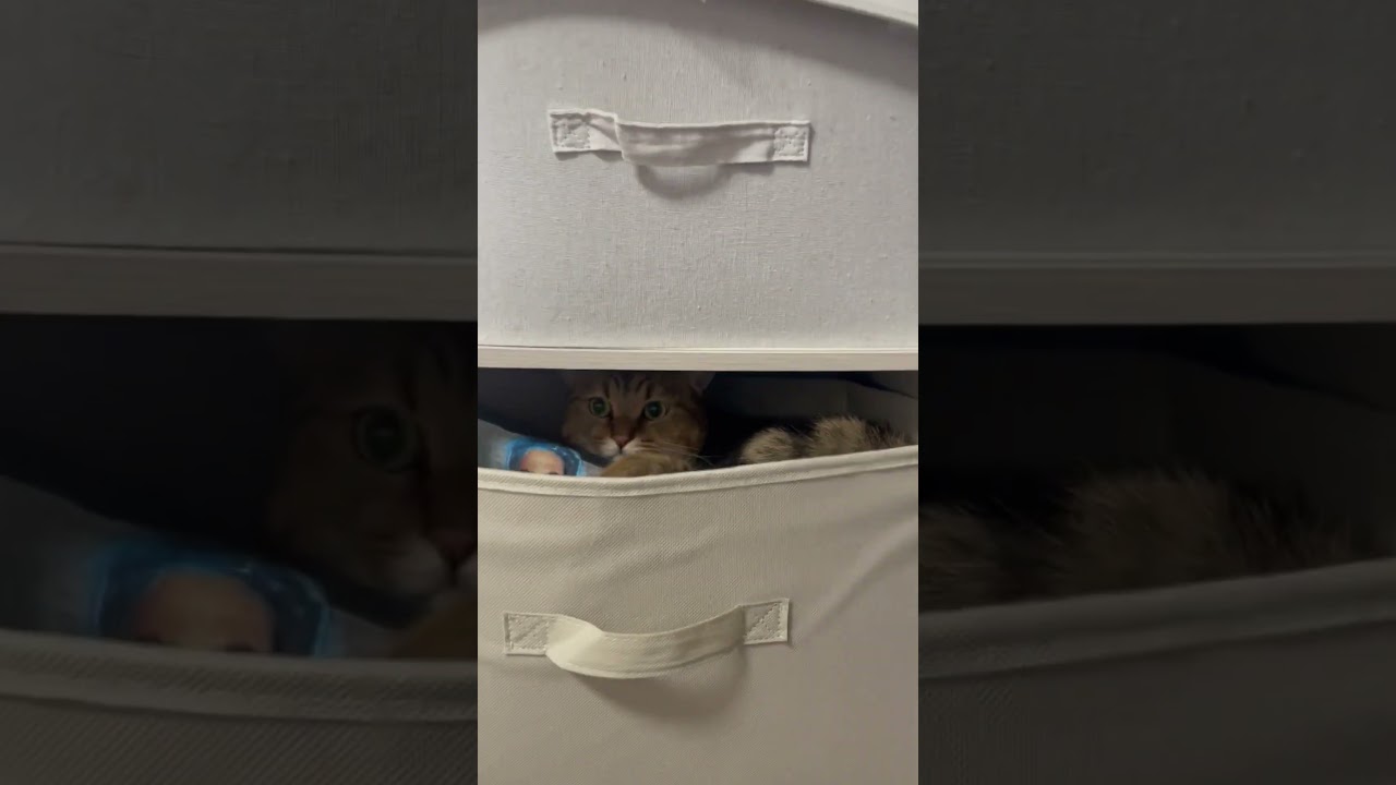 【猫動画】服が全部毛だらけになって困っています…　#shorts