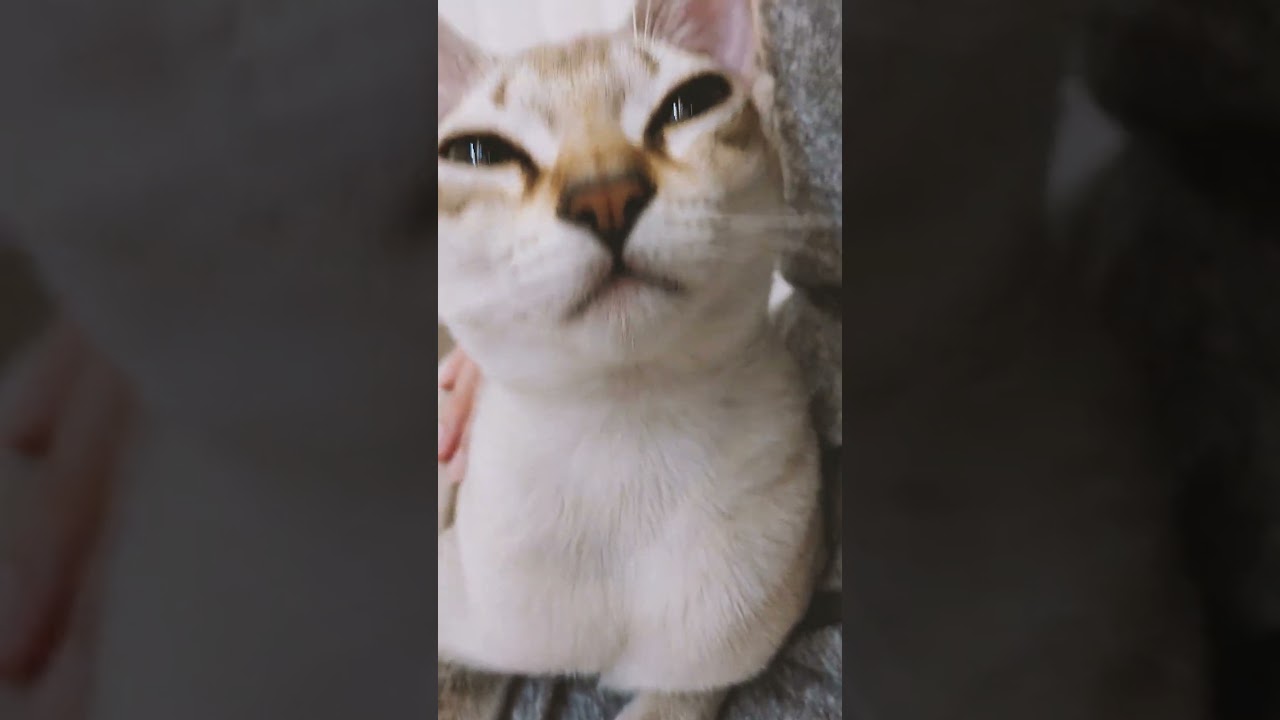 膝の上に乗って甘える子猫が・・・#シンガプーラ#singapura#子猫#shorts