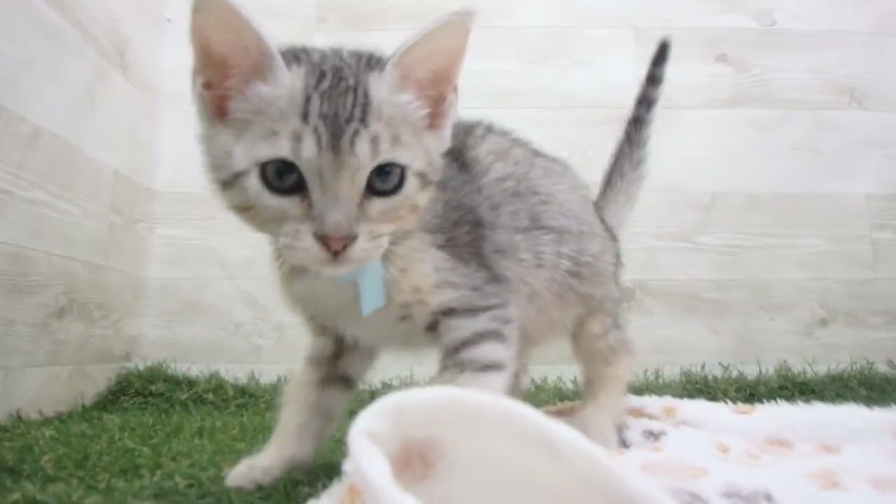 Coo&RIKU　No00643679 エジプシャンマウ