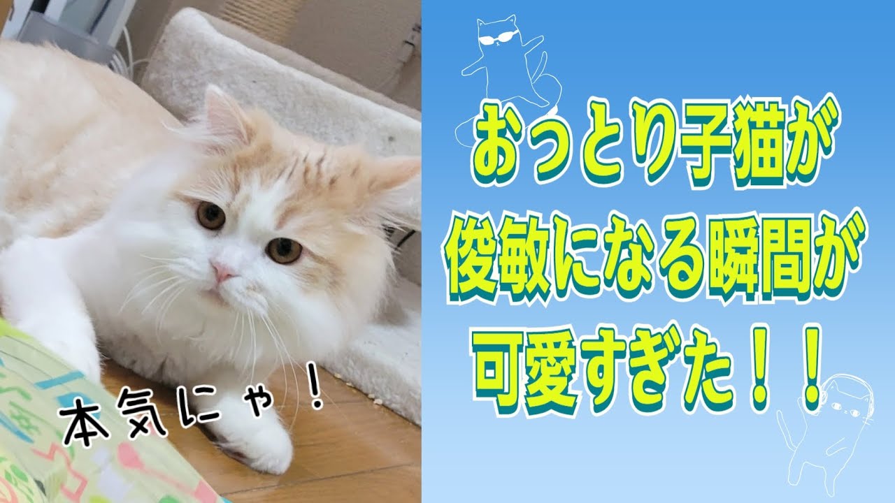 おっとり子猫が俊敏になる瞬間が可愛すぎた！#ラガマフィン #猫動画 ##子猫 #cat