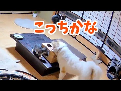 【母猫に捨てられた子猫の姉妹】ダンボールで遊び場を作ったら面白い遊びを始めちゃいました🤭