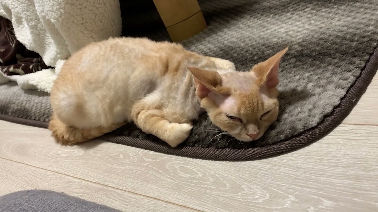 デボンレックス猫は夕飯の後動きたくありません(Devon Rex cat does not want to move after dinner)