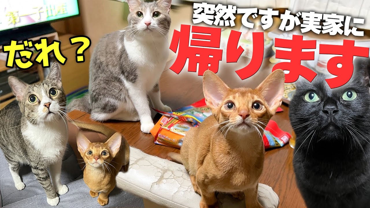 もう我慢の限界なので、子猫が増えた実家に帰らせていただきます。