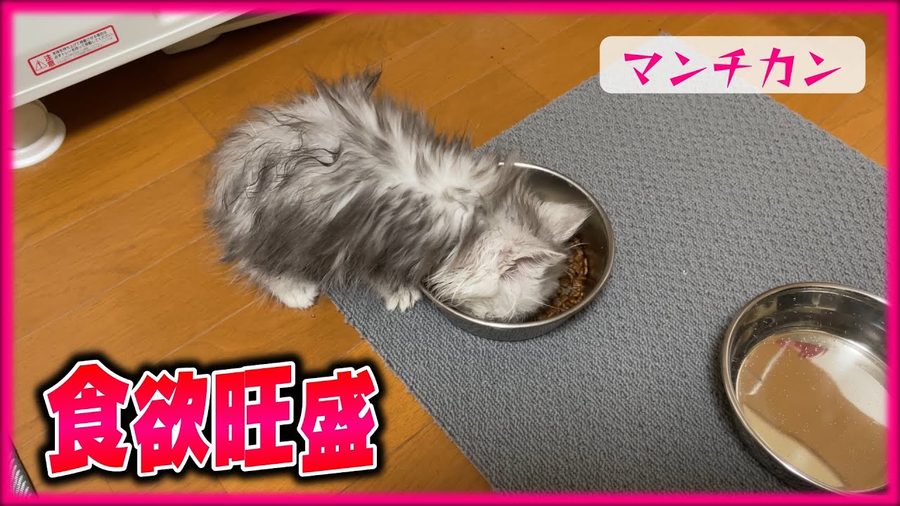 一生懸命ゴハンを食べる子猫が可愛すぎる【マンチカン】
