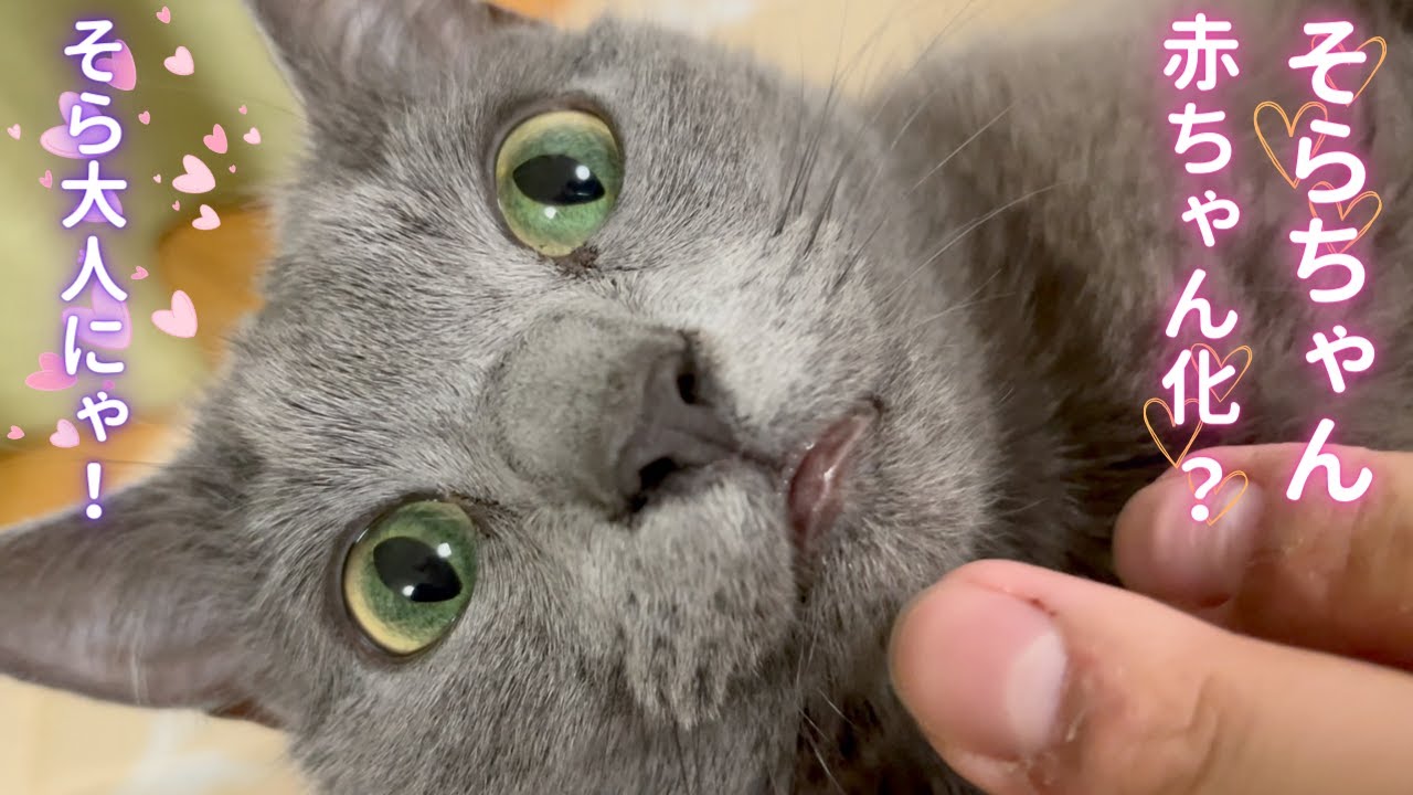 バブバブ？な可愛いそらちゃん（ロシアンブルー）