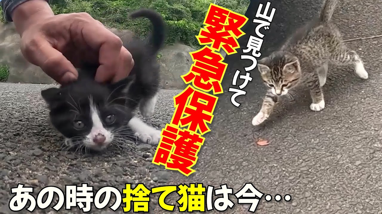 【捨て猫】生まれて間もない子猫2匹を保護したら超元気に育った結果