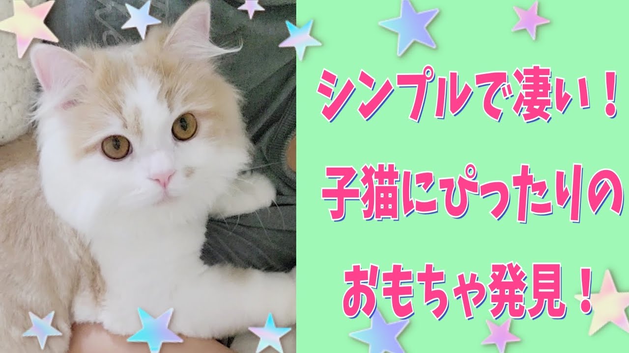 子猫が夢中！シンプルで凄いおもちゃをゲットしました！#ラガマフィン #子猫 #猫動画