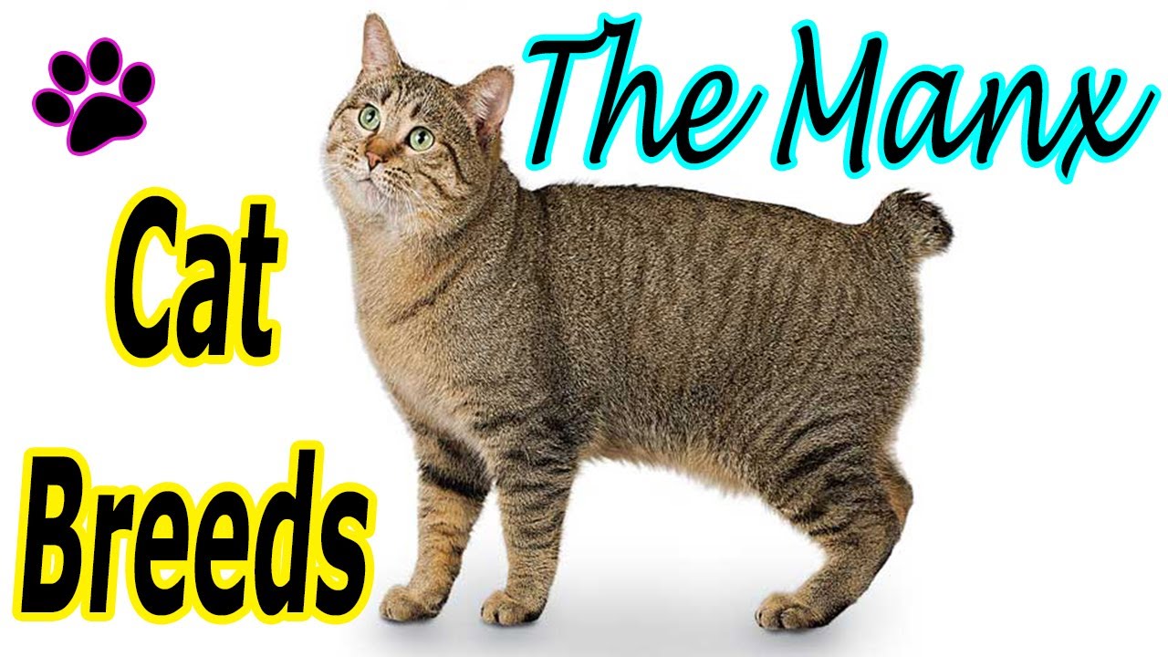 CAT BREEDS (The MANX) Identify Top 10 Longest Living Cats & Kittens info