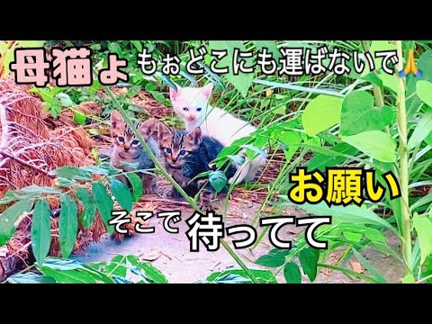 ③野良猫 母猫と子猫を保護。 親愛なる皆様もぉ私はタイトルに何を付ければ良いのか今は頭が回りません🙏