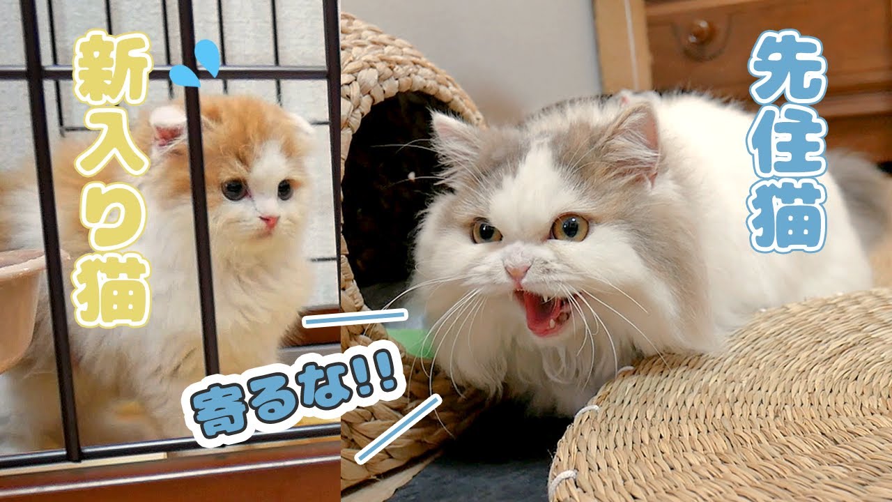 新入り猫スコティッシュとの初対面でミヌエット猫激怒！　First meeting Minuet & Scottish Fold.